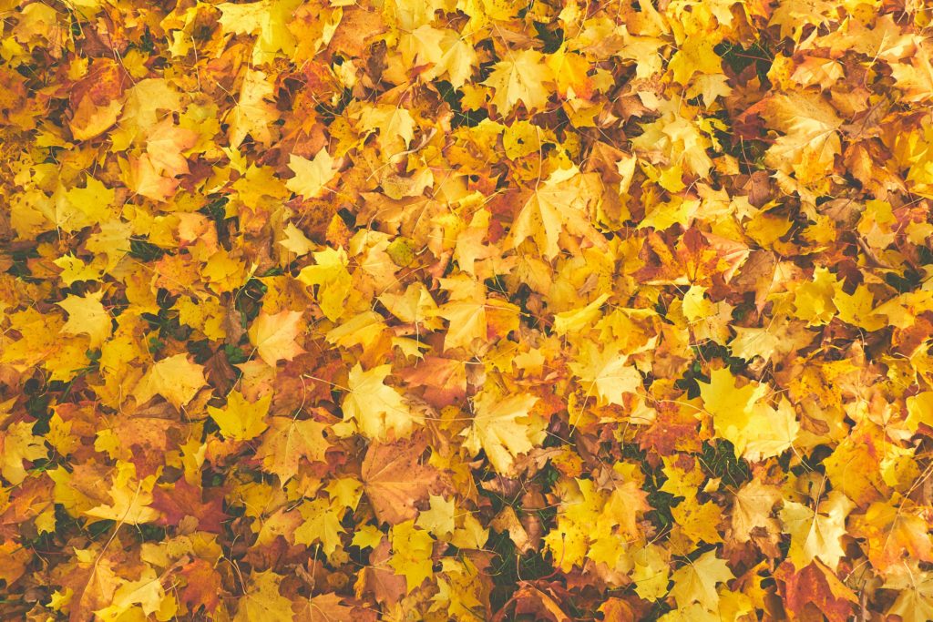 orange maple leaves 