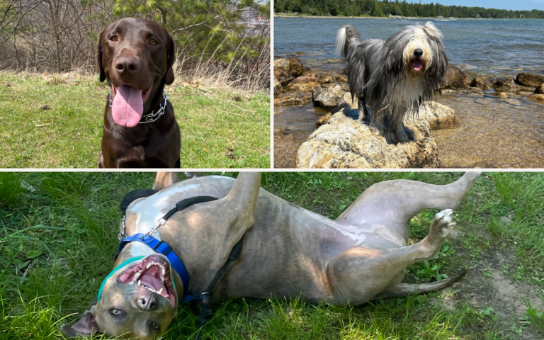 Tail Wags & Trails-2